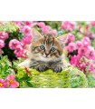 Puzzle da 500 Pezzi - Gattino nel Giardino Fiorito