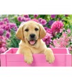 Puzzle da 300 Pezzi Cucciolo di Labrador in Scatola Rosa