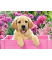 Puzzle da 300 Pezzi Cucciolo di Labrador in Scatola Rosa