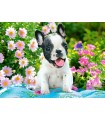 Puzzle da 70 Pezzi - Cucciolo di Bulldog Francese