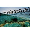 Puzzle da 1000 Pezzi - Nat Geo: Pinguini