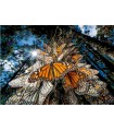Puzzle da 1000 Pezzi - Nat Geo: Farfalla Monarca