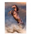 Puzzle da 500 Pezzi - Wild Red Stallion