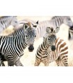 Puzzle da 1000 Pezzi - Giovani Zebre