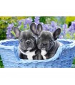 Puzzle da 1000 Pezzi - Cuccioli di Bulldog Francese