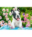 Puzzle da 500 Pezzi - Cucciolo di Bulldog Francese