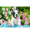 Puzzle da 500 Pezzi - Cucciolo di Bulldog Francese