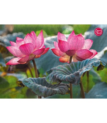 Puzzle da 500 Pezzi - Pink Lotus Flowers