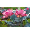 Puzzle da 500 Pezzi - Pink Lotus Flowers