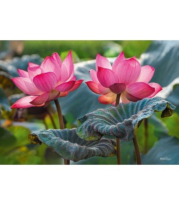 Puzzle da 500 Pezzi - Pink Lotus Flowers