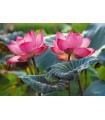 Puzzle da 500 Pezzi - Pink Lotus Flowers