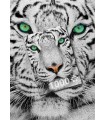 Puzzle 1000 pezzi White Siberian Tiger