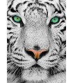 Puzzle 1000 pezzi White Siberian Tiger